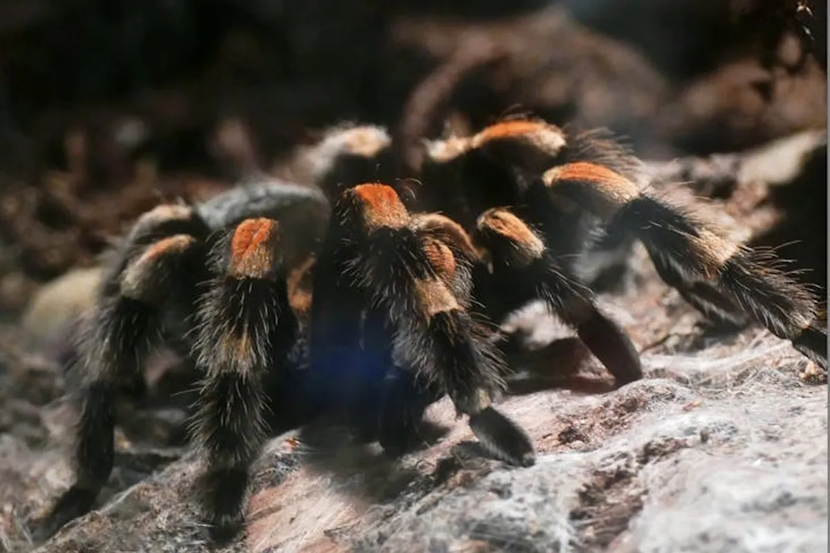 Smiling woman with a towel wrapped around her head, applying foamy face wash in a bathroom.