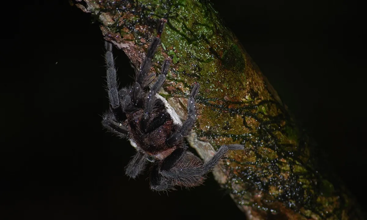 A hairy tarantula clinging to a moss-covered branch in a dim enclosure.