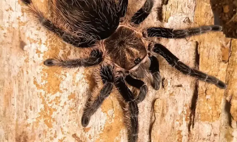 Close-up of an arboreal tarantula on textured tree bark, showcasing the rough surface used for anchoring webbing.