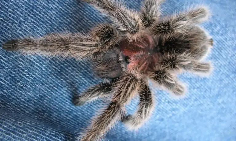 Close-up of a hairy arboreal tarantula on blue denim fabric