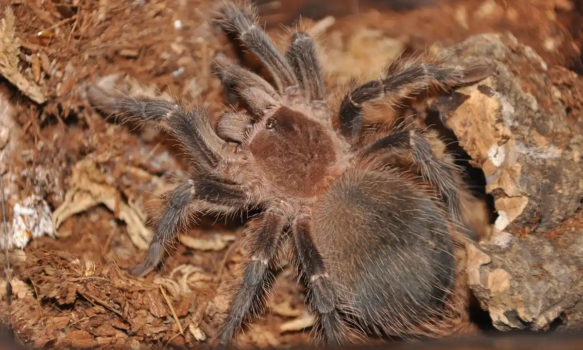Close-up of a tarantula on rocky desert soil with brown, hairy legs