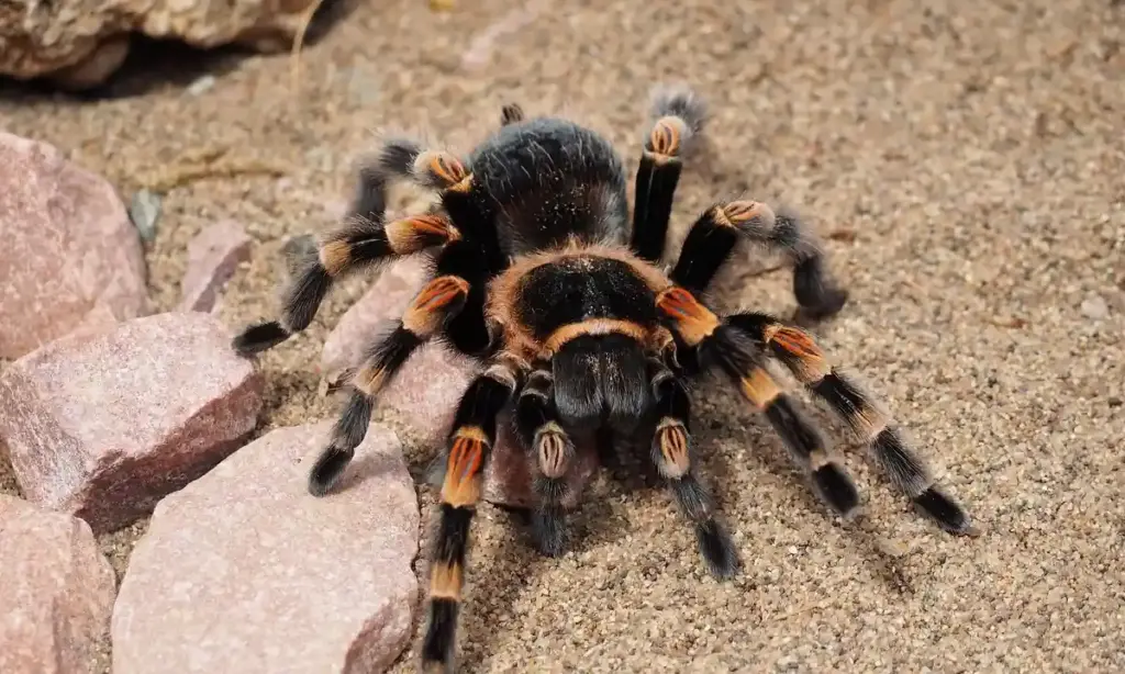 What Do Baby Tarantulas Eat and How Often Should They Be Fed?