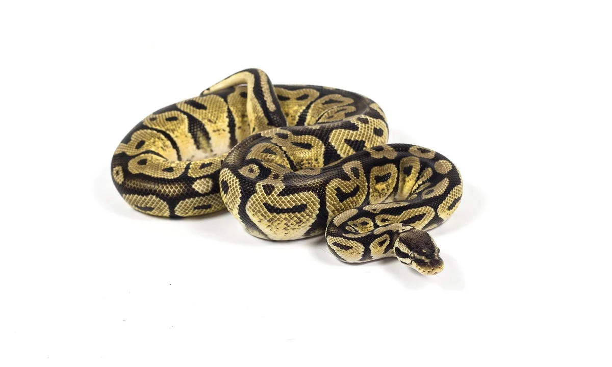 A ball python coiled on a white background