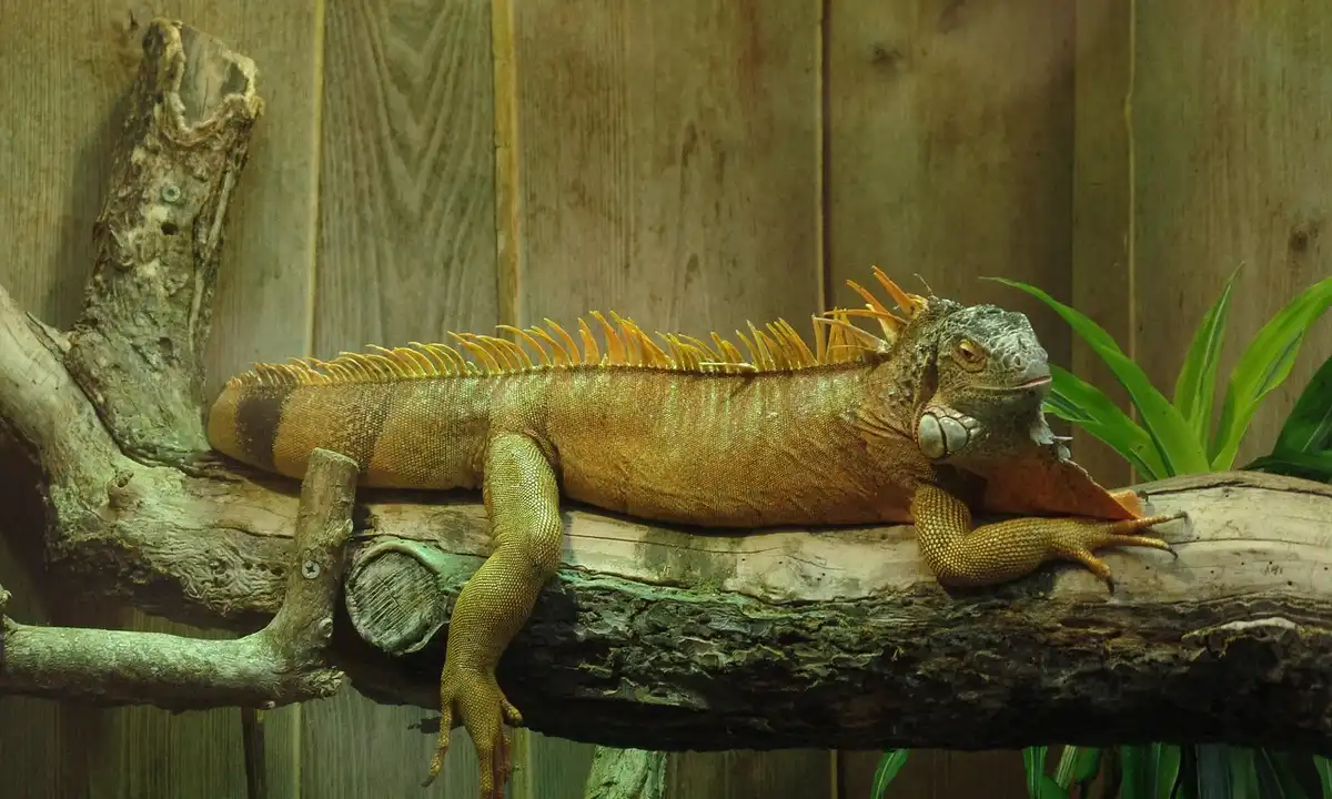 Bearded dragon lounging on a branch inside a wooden terrarium