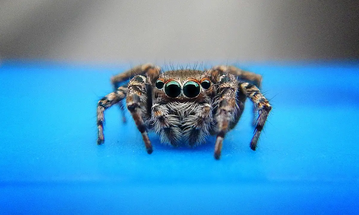 Close-up of a hairy jumping spider with large forward-facing eyes on a blue surface, showing gripping legs and a posture ready to climb.