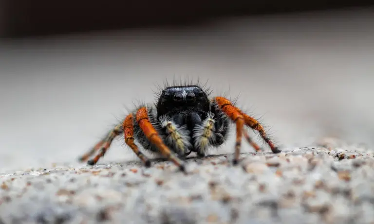 Close-up of a tarantula with orange legs and a dark body crawling on a rough, light-colored surface