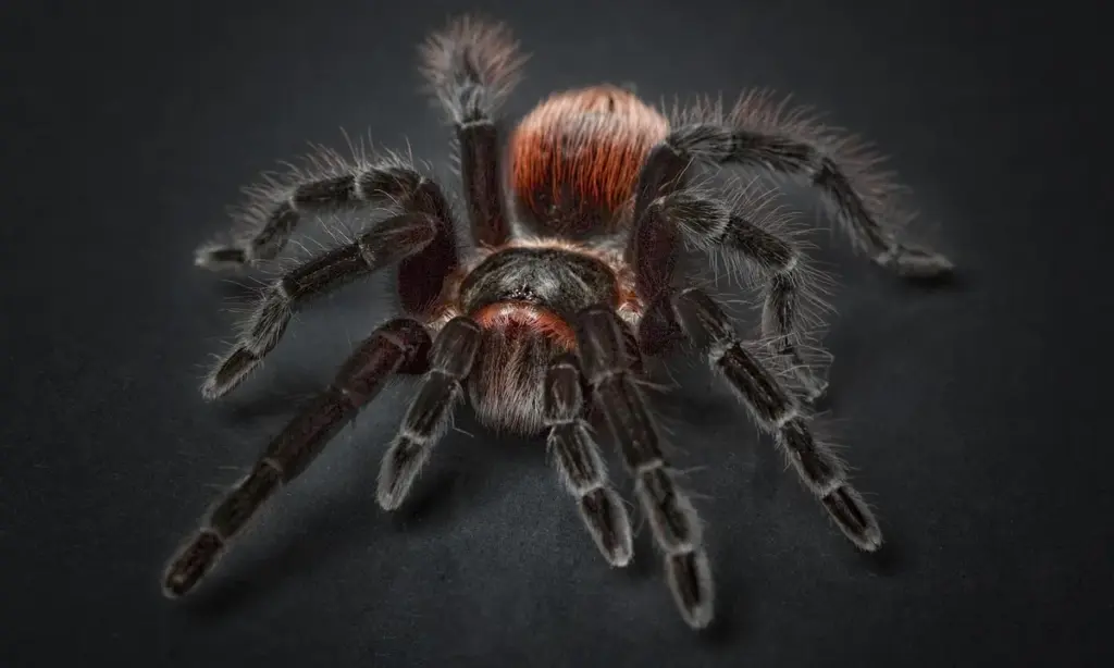 Caring for the Cobalt Blue Tarantula (Cyriopagopus lividus)