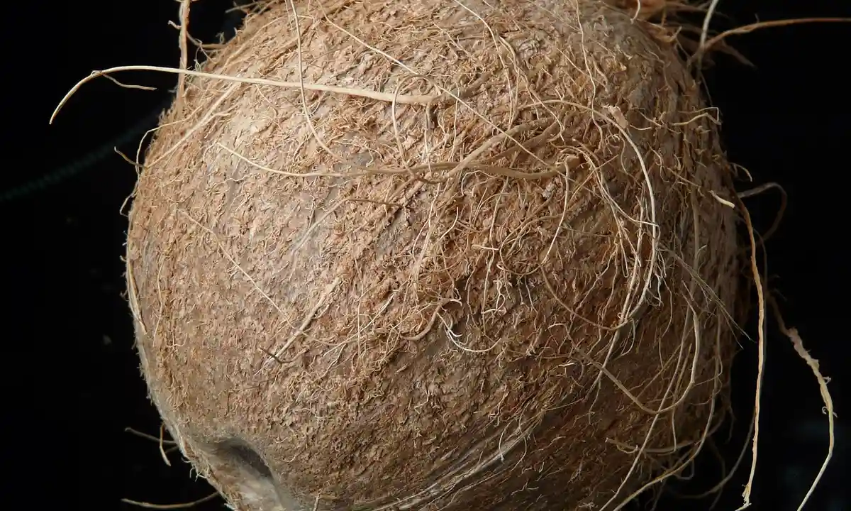 Close-up of a brown coconut husk with fibrous strands, illustrating the coconut coir used in Eco Earth's substrate.