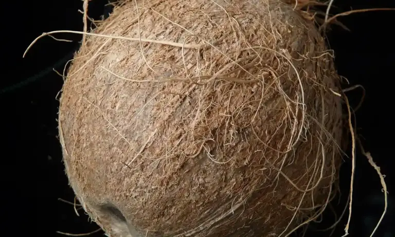 Close-up of a coconut with rough husk fibers, illustrating coconut fiber (coir).