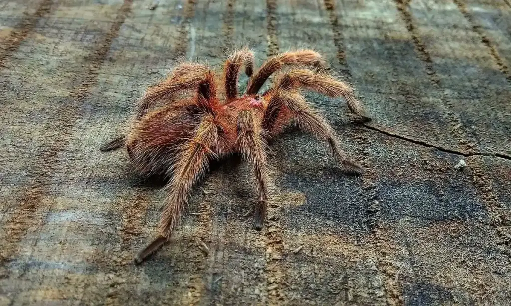 Common Tarantula Mating Problems and How to Avoid Them