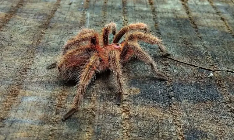 Brown hairy tarantula walking on a weathered wooden surface