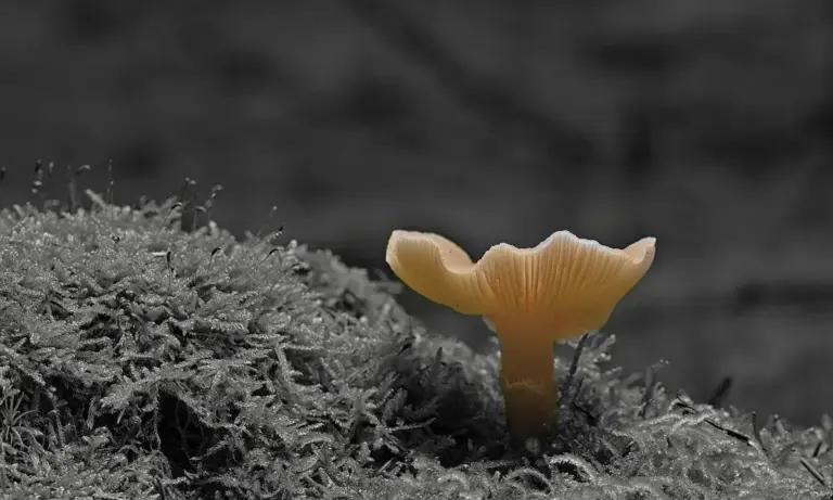 Close-up of an orange Cordyceps fruiting body growing from moss in a gray background.