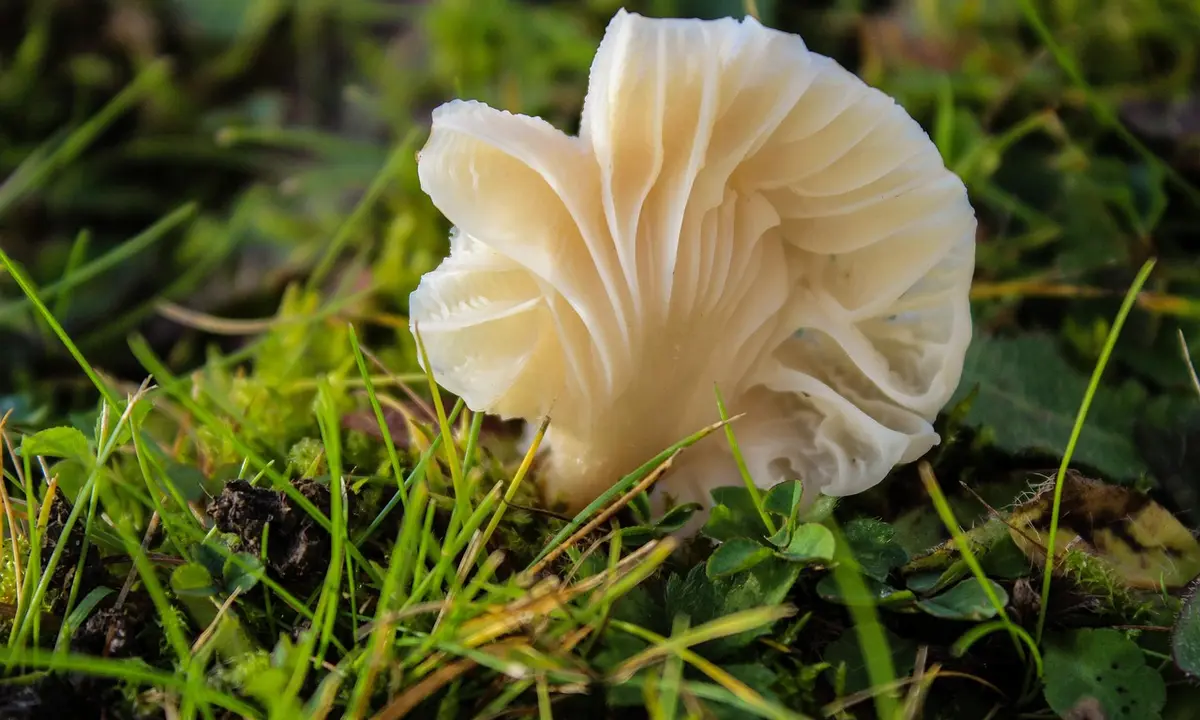 A pale white mushroom growing among green grass