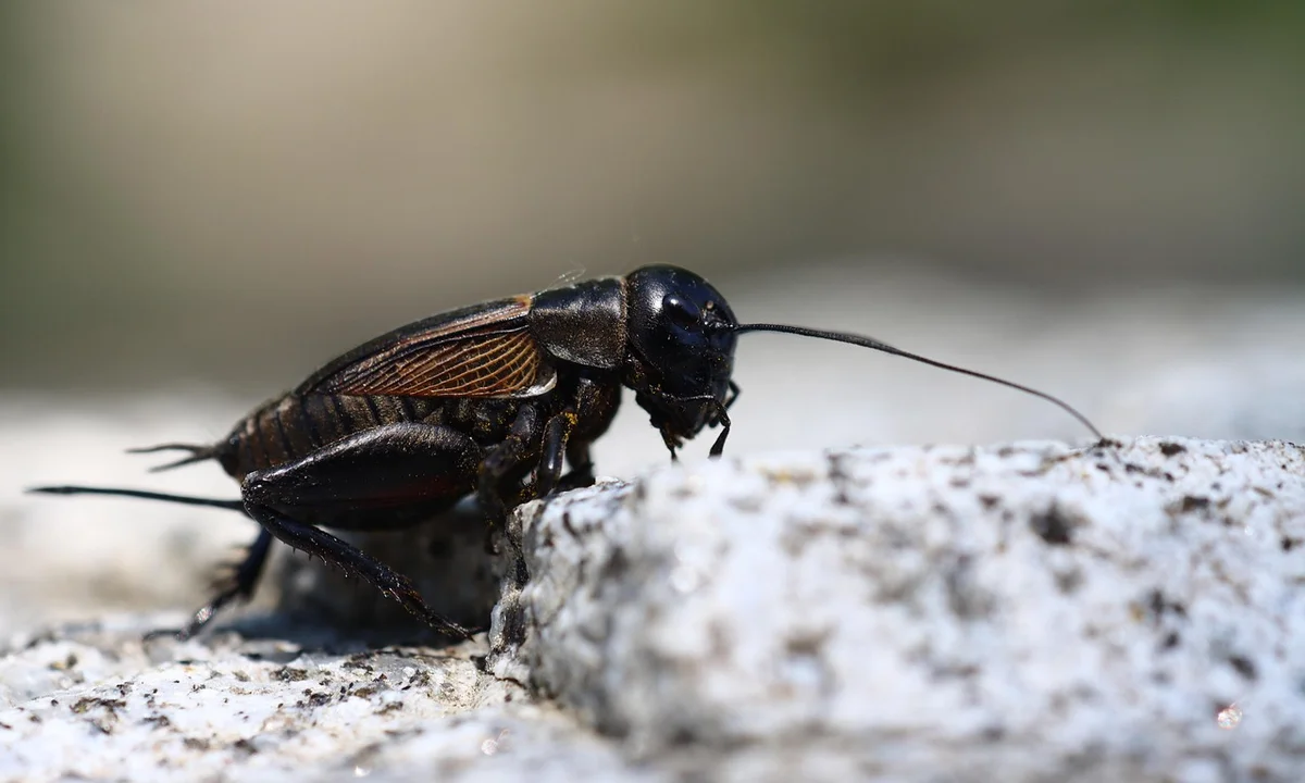 Close-up of a black cricket on a rough rock, a common feeder option for tarantulas.
