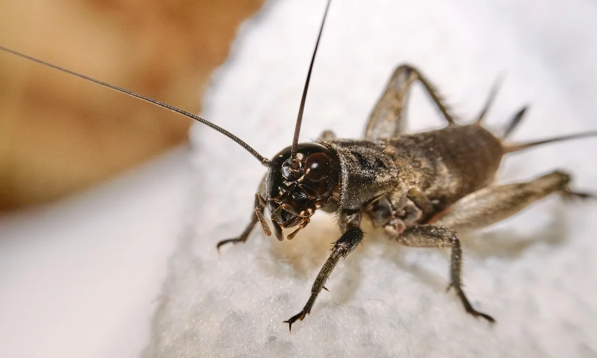Macro photograph of a small brown cricket-like insect with long antennae on a white textured surface.