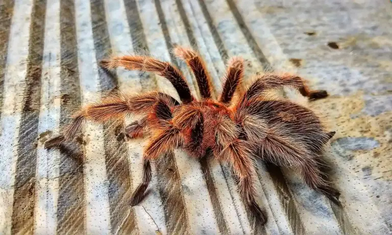 Tarantula lying on a corrugated metal surface, a specimen for discussion of preservation methods.