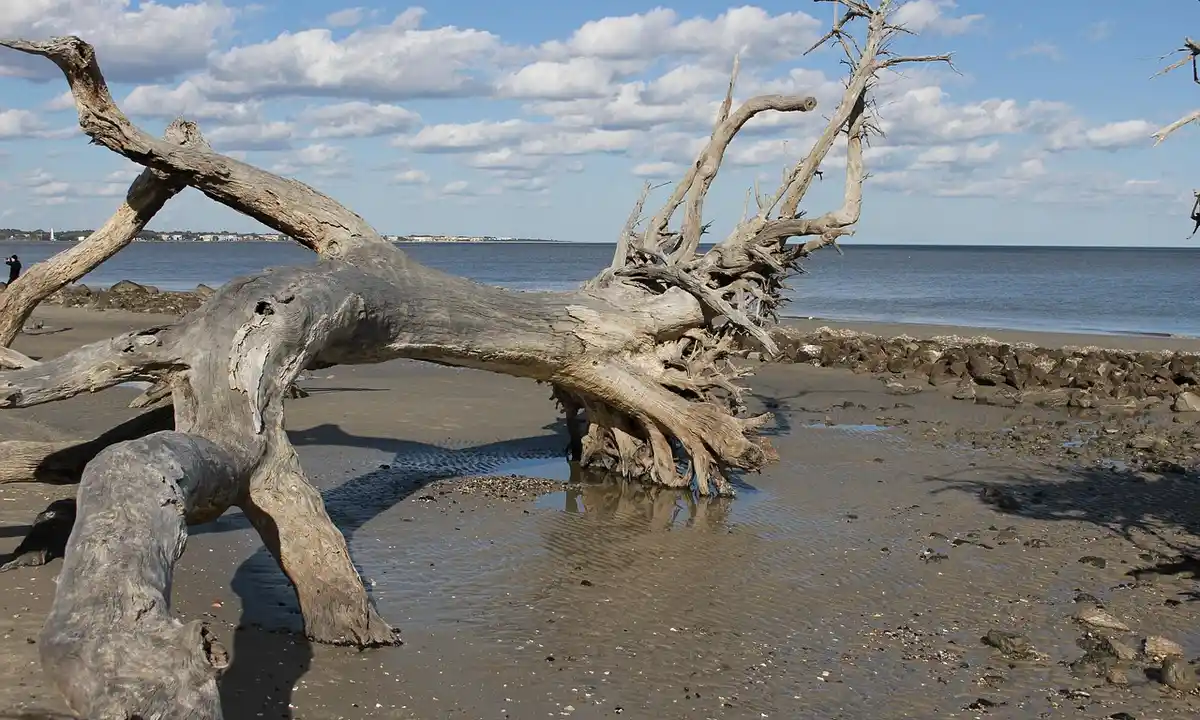 Weathered driftwood on a sandy beach with calm water and a blue sky with scattered clouds