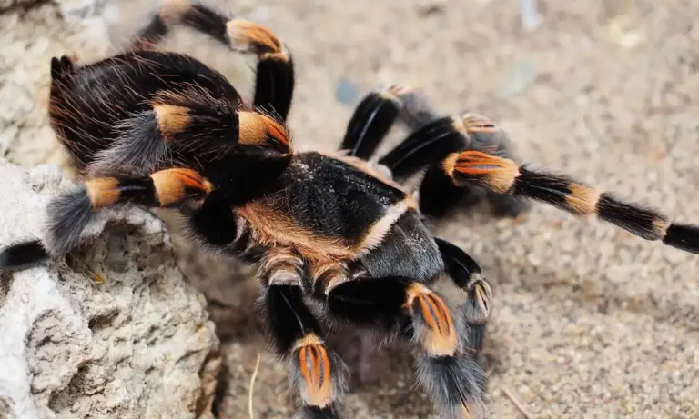 Close-up of a black and orange dwarf tarantula on a sandy, rocky surface, showcasing its fuzzy legs and distinctive color pattern.