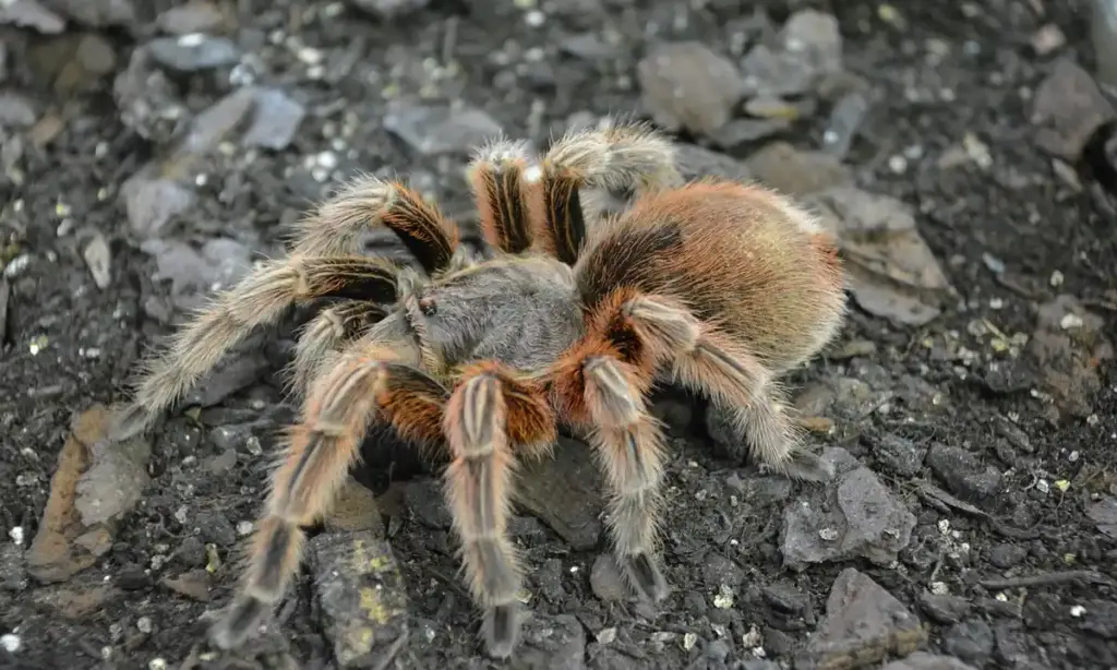 What is a False Tarantula? Identifying Look-Alike Spider Species