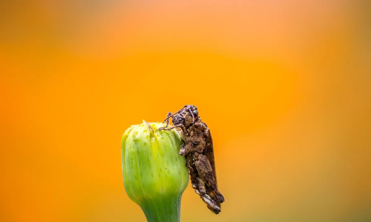 A roach clinging to a green plant stem against an orange blurred background.