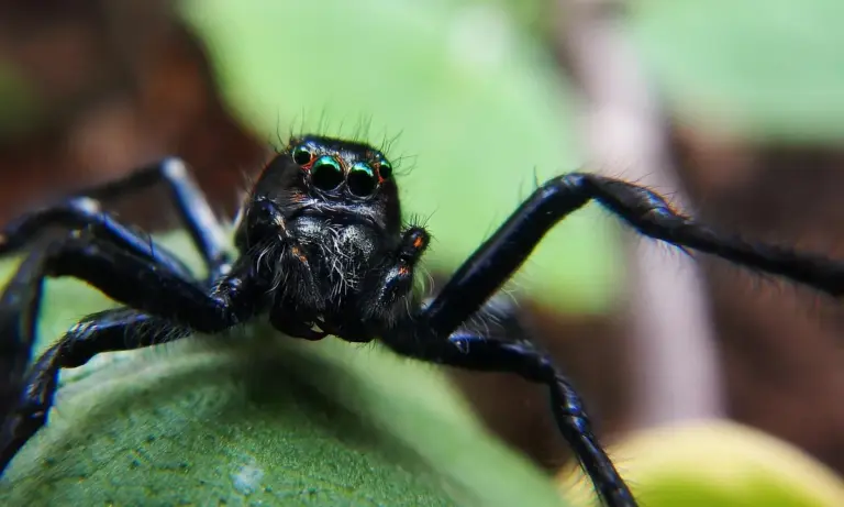 Close-up of a dark tarantula perched on a green leaf, showing its eyes and front legs.