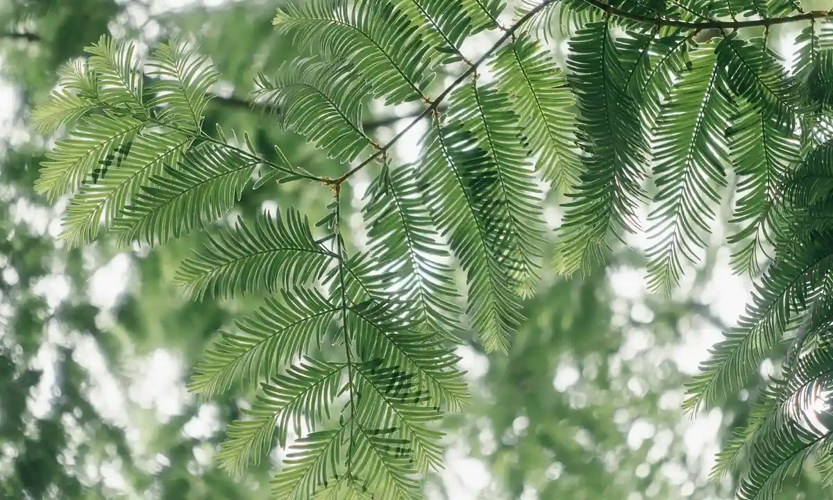 Close-up of bright green fern fronds with light filtering through