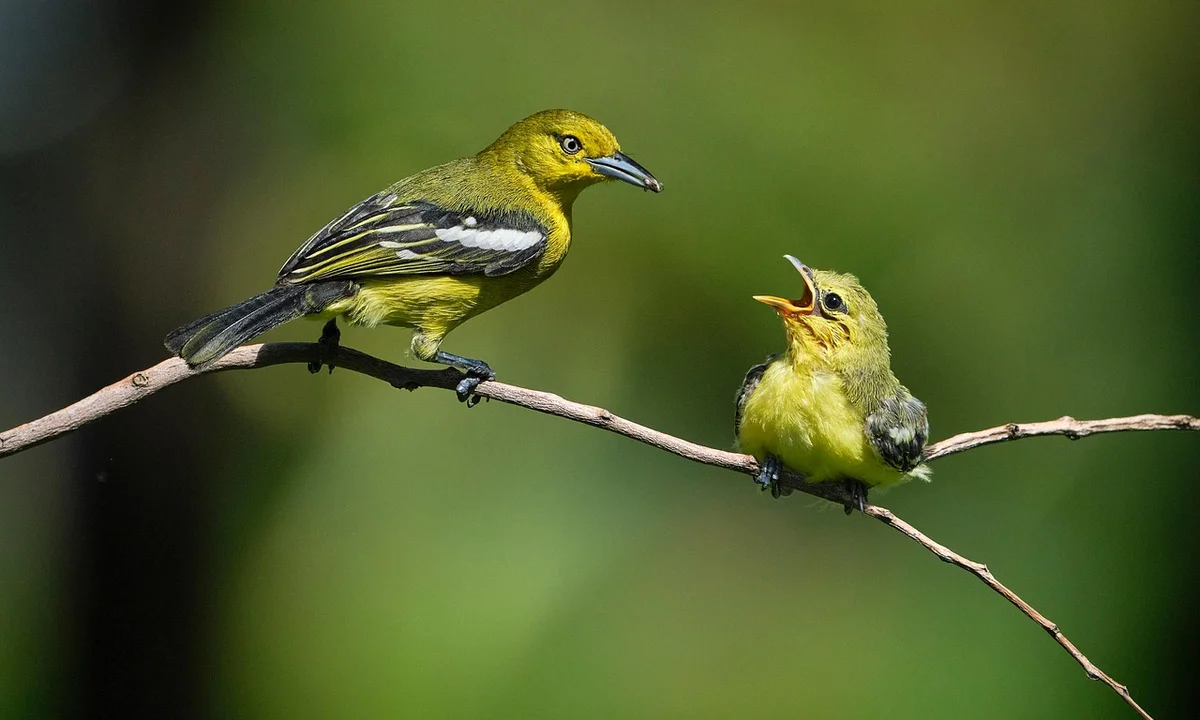 Two small yellow-green birds perched on a thin branch, with one adult looking toward a hungry juvenile opening its beak, set against a blurred green background.