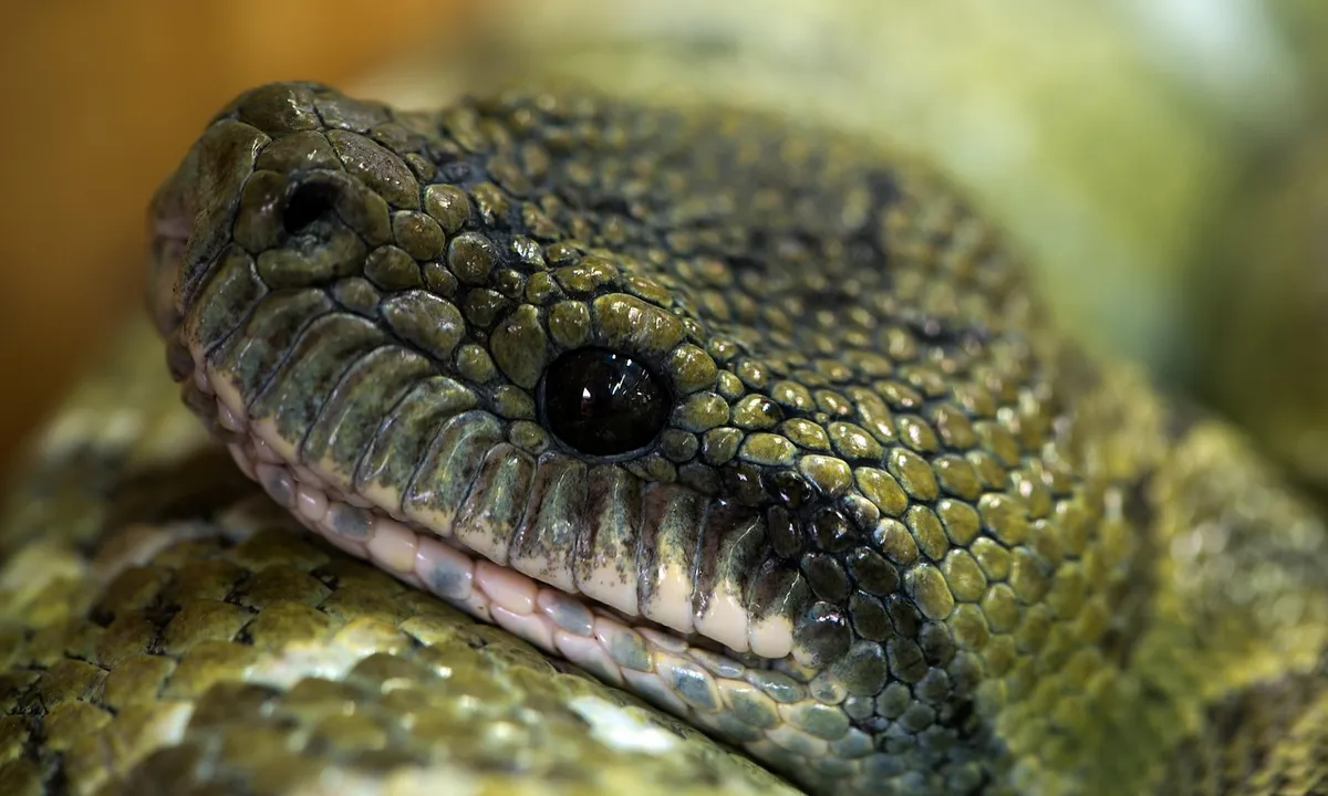 Close-up of a green-scaled reptile's head with a prominent eye.