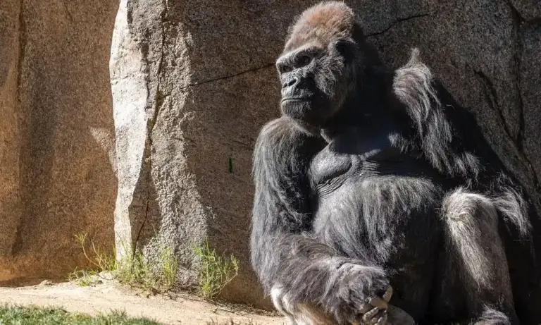 Adult gorilla seated beside a rocky wall inside a large enclosure.