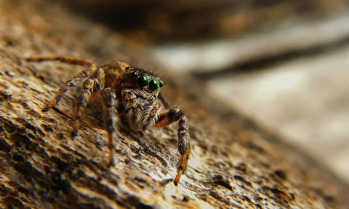 Close-up of a brown tarantula with green eyes on a rough rock surface