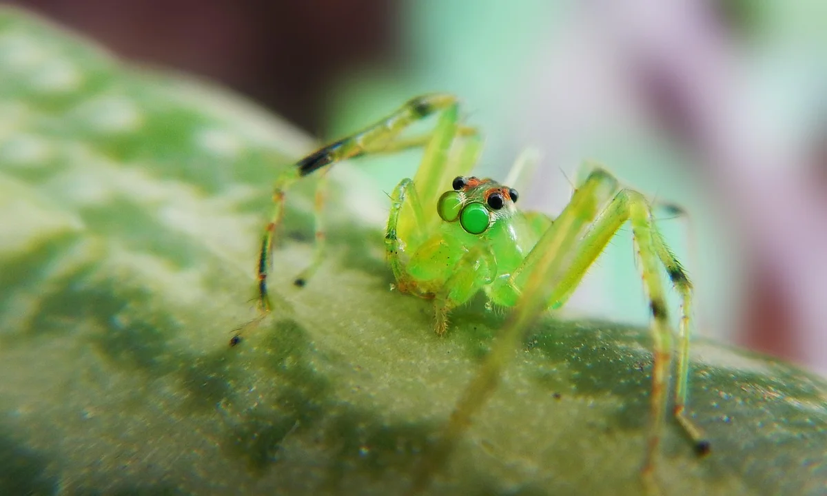 Close-up of a small bright green jumping spider with red eyes perched on a leaf
