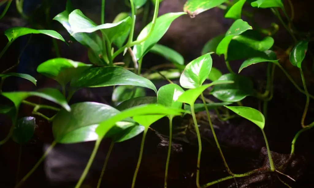 How to Safely Sterilize Enclosure Decorations (Wood, Rocks, and Plants)