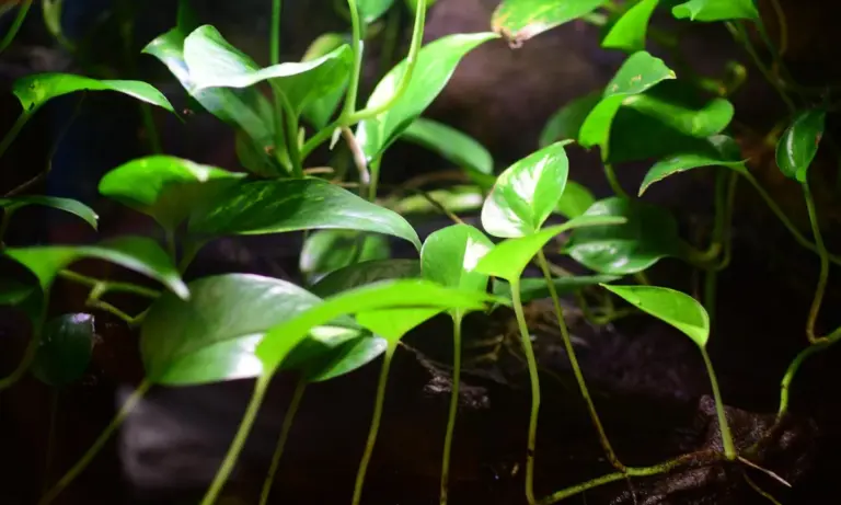 Close-up of vibrant green leaves with slender stems in an enclosure