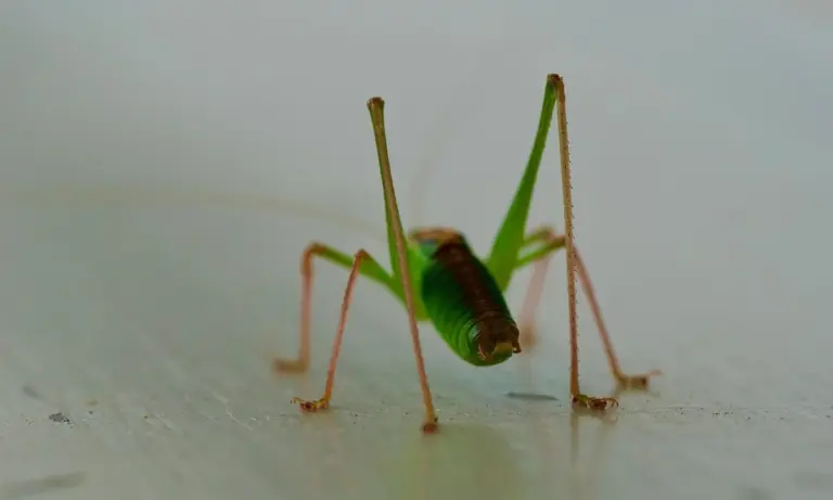 Close-up of a green praying mantis on a pale surface