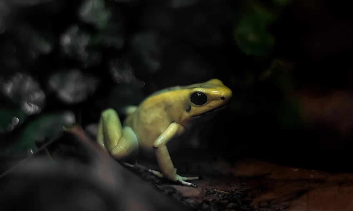 Close-up of a small green-yellow frog perched on a rock inside a dark terrarium