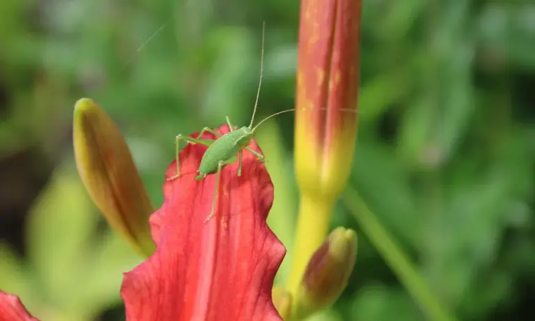 Close-up of a small green insect perched on a red flower in a garden
