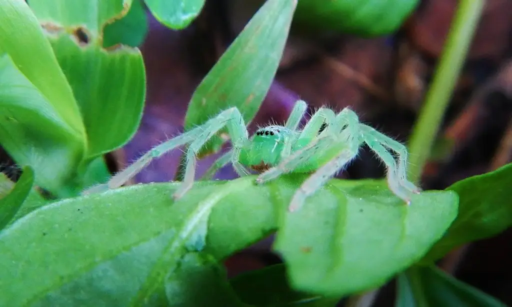 Tarantula Seasonal Behavior: Winter Activity vs. Summer Lethargy