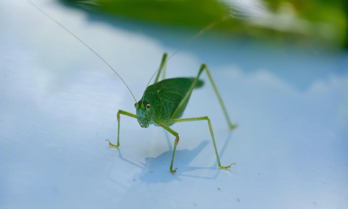 Close-up of a green katydid with long antennae standing on a pale blue surface.