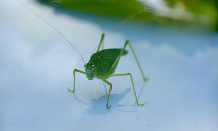 Close-up of a green katydid perched on a glossy blue surface inside an enclosure.
