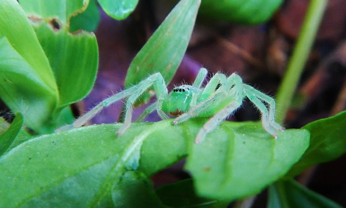 Close-up of a small green spider on a leaf.
