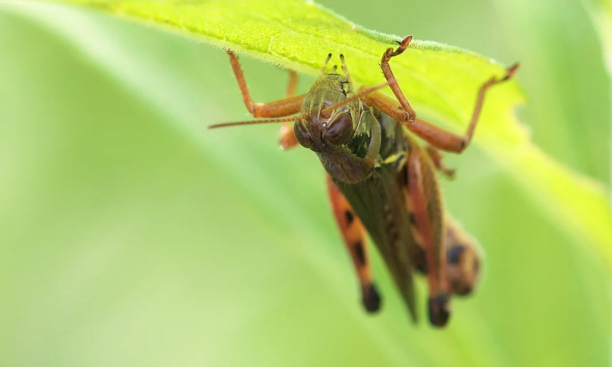 Close-up of a brown insect clinging to the underside of a bright green leaf.