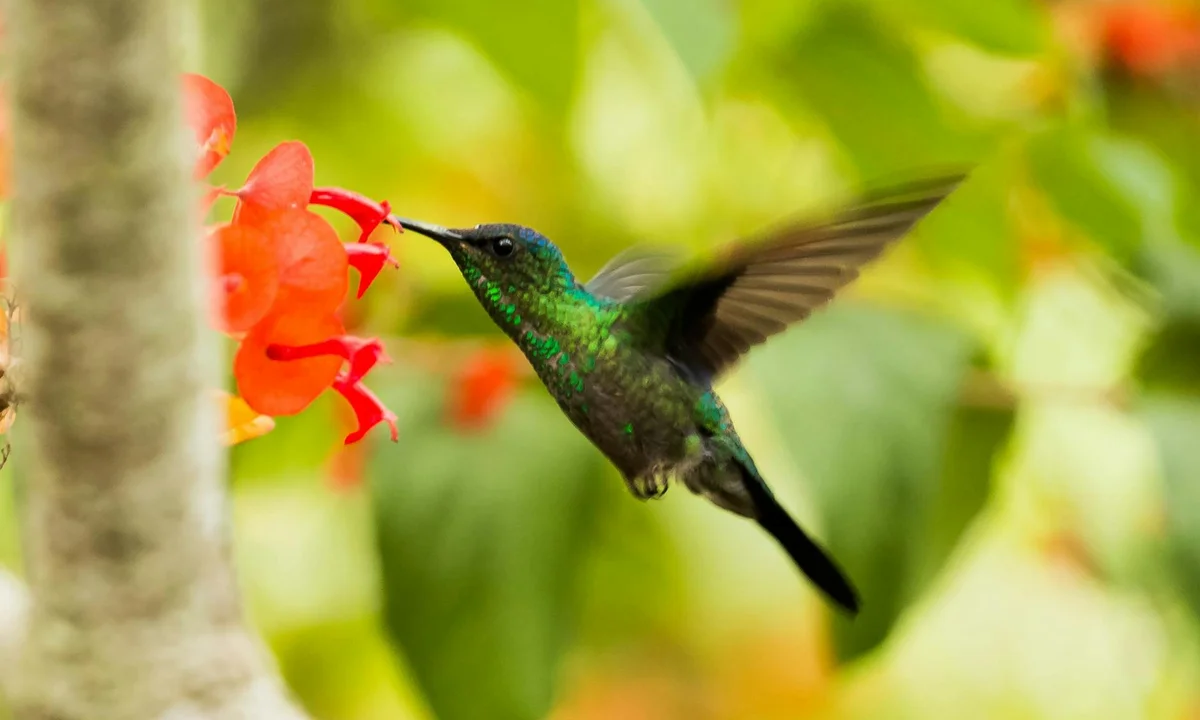 A hummingbird hovering at a bright red flower, feeding on nectar.