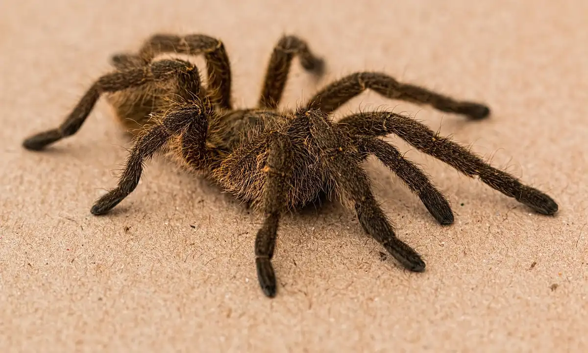 Close-up of a large, hairy tarantula on a sandy surface