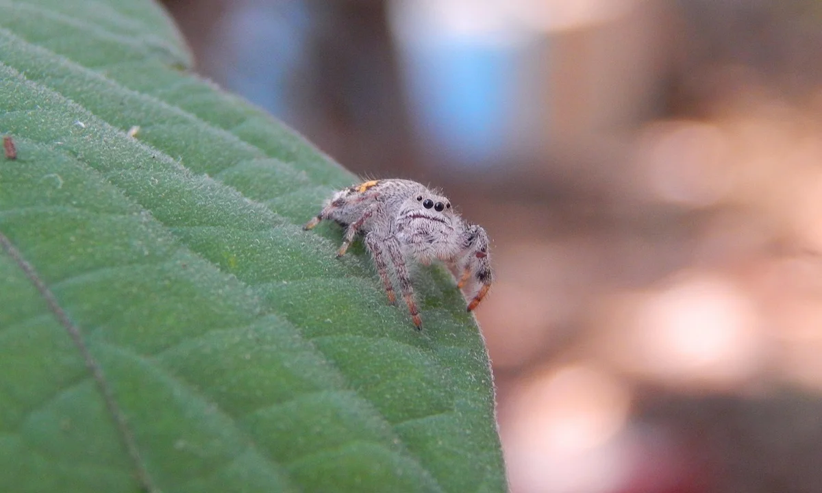 Small pale spider perched on the edge of a green leaf.