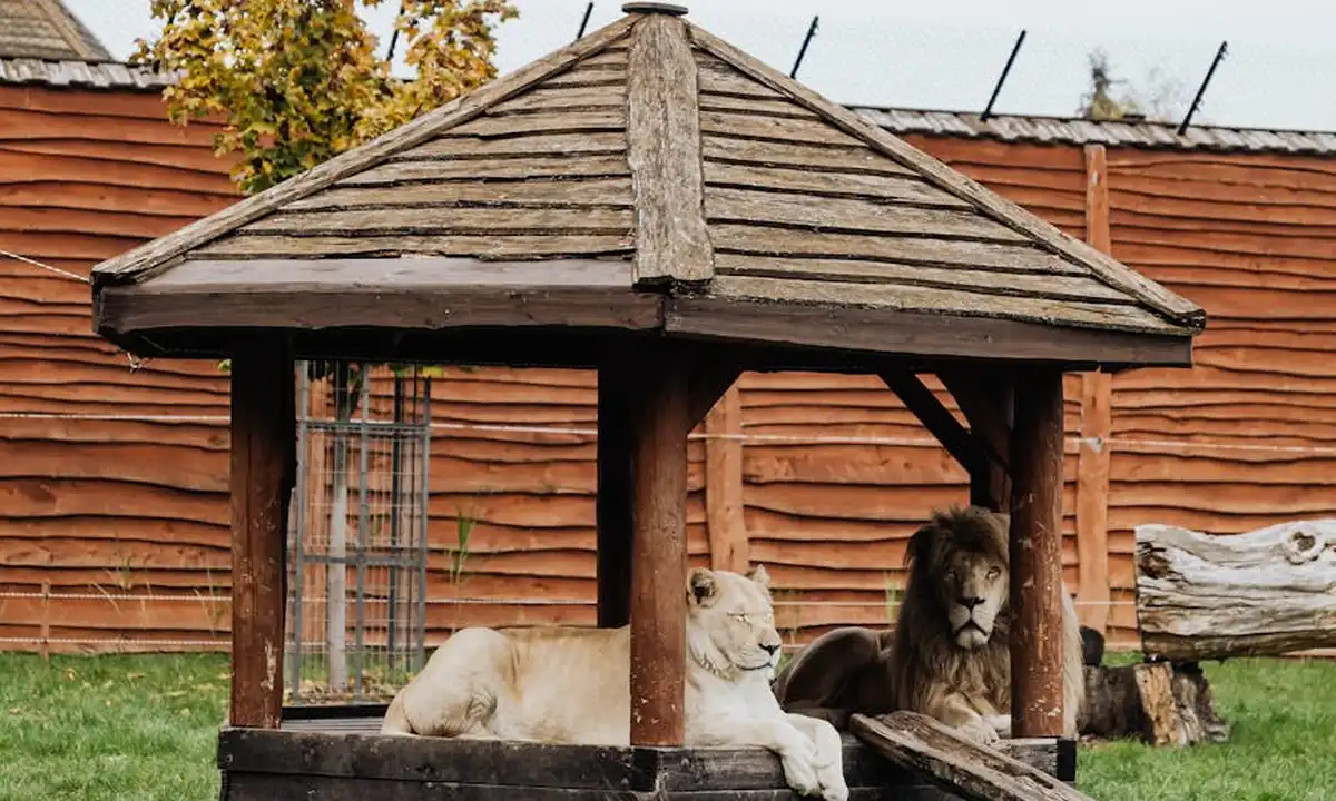 Two lions resting in a small wooden outdoor enclosure with a sloped roof and fencing.