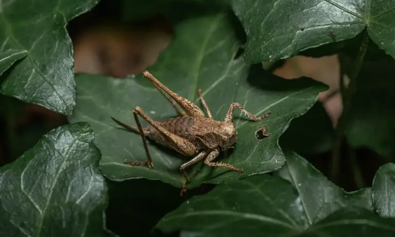 Brown camouflaged praying mantis on green leaves