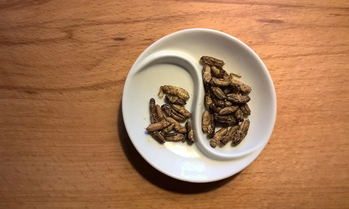 Mealworms in a white divided dish placed on a wooden surface.