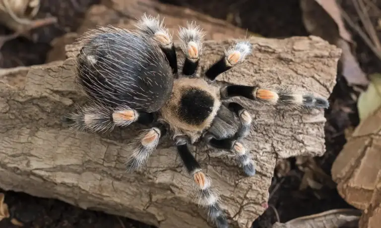 Close-up of a tarantula perched on a textured log, showcasing its hairy legs and dark, rounded abdomen.