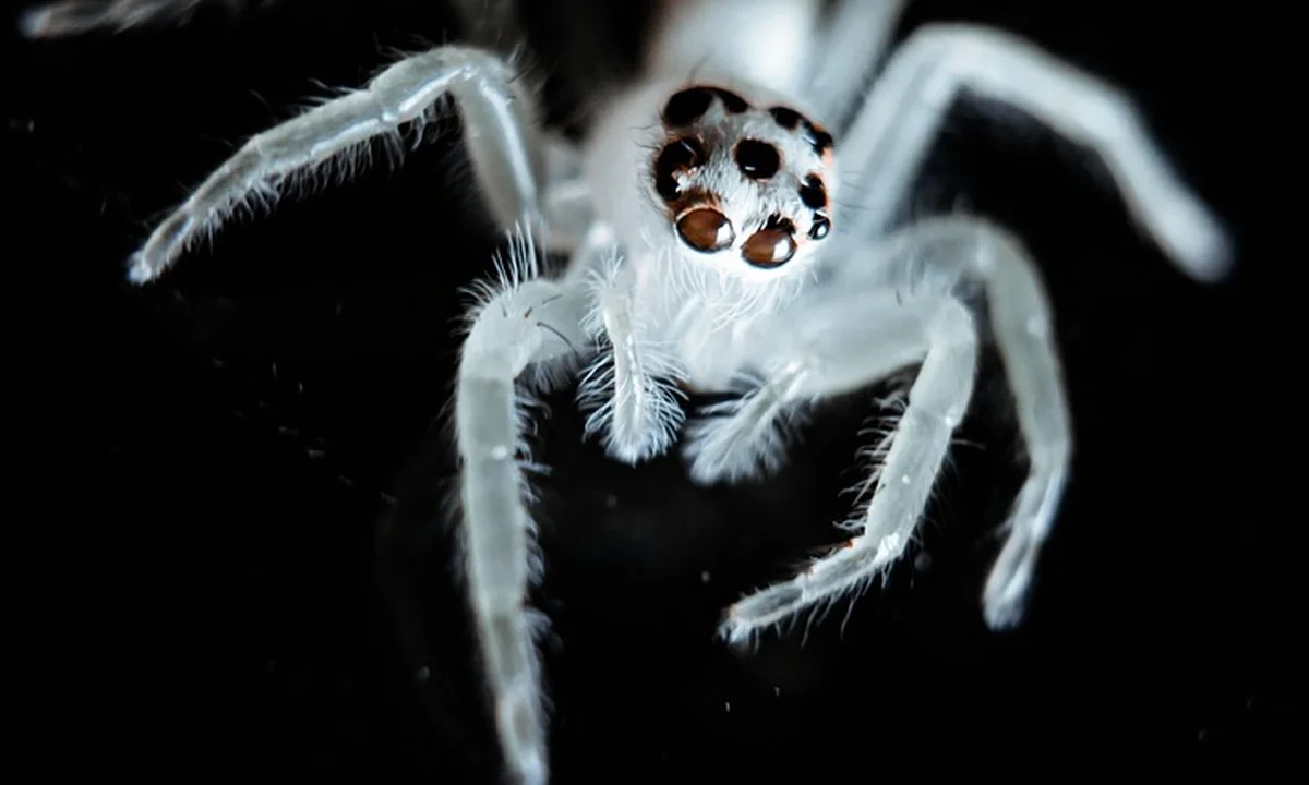 White jumping spider on a black background