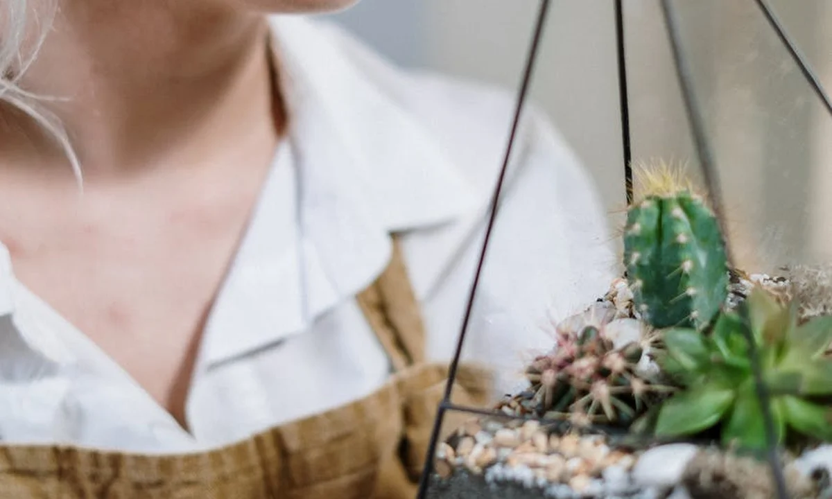 Person in a white shirt and brown apron tending a terrarium with small cacti and succulents, illustrating substrate setup and airflow considerations for tarantula care.